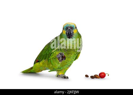 Blauer oder türkisfarbener Amazonaspapagei alias Amazona aestiva, der nach vorne zeigt. Nuss in einer Pfote und andere Nahrung auf dem Boden. Zeigt beiden Augen Stockfoto