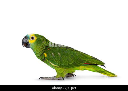 Blauer oder türkisfarbener Amazonaspapagei alias Amazona aestiva, sitzend an Seitenwegen. Blick auf die Seite, die Profil zeigt. Isoliert auf weißem Hintergrund. Stockfoto