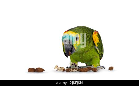 Blauer oder türkisfarbener Amazonaspapagei alias Amazona aestiva, sitzend vor dem Essen. Blick auf das Essen. Isoliert auf weißem Hintergrund. Stockfoto