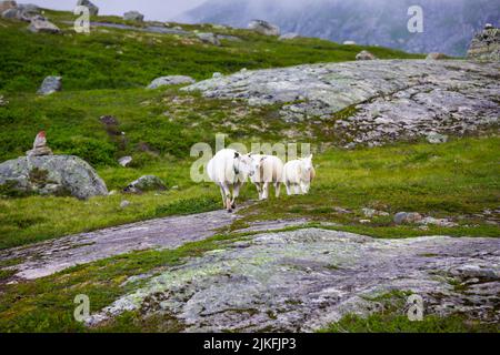 Norwegische Schafe auf dem Berg in Valldal, Norwegen Stockfoto