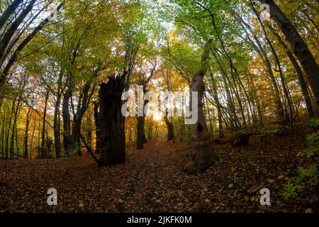 Seltsame Baumstämme mit Vertiefungen in ihnen im Wald von Jaegersborg Dyrehave, Dänemark Stockfoto