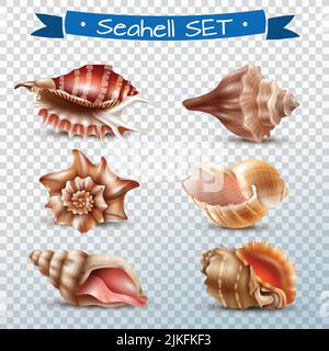 Realistische Reihe von verschiedenen schönen Muscheln isoliert auf transparentem Hintergrund vektorgrafik Stock Vektor