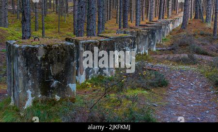 Überreste der Küstenverteidigung von Moray verlaufen durch den Lossie Forest, diese großen Betonblöcke sind Panzerfallen Stockfoto