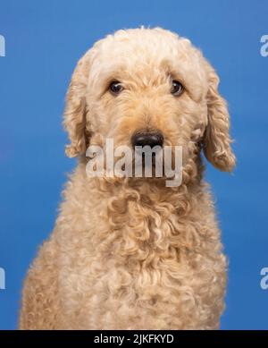 Ein wunderschöner beigefarbener Labradoodle-Hund, fotografiert in einem Studio und mit Blick auf die Kamera. Fotografiert vor einem schlichten blauen Hintergrund Stockfoto