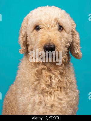 Ein wunderschöner beigefarbener Labradoodle-Hund, fotografiert in einem Studio und mit Blick auf die Kamera. Fotografiert vor einem schlichten türkisfarbenen Hintergrund Stockfoto