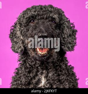 Ein wunderschöner schwarzer Labradoodle-Hund, fotografiert in einem Studio und mit Blick auf die Kamera. Fotografiert vor einem schlichten rosa Hintergrund Stockfoto