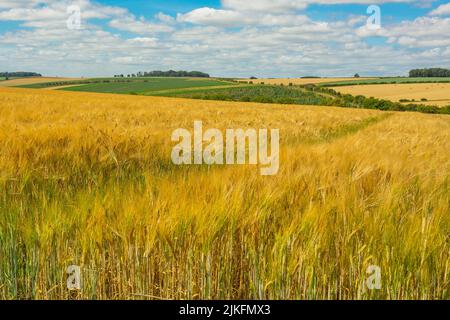 Gerste- und Weizenanbau in den Yorkshire Wolds, Großbritannien zur Erntezeit mit Feldern mit goldenen, reifen Pflanzen im Sommer. Einige Felder wurden bereits geerntet und geballt Stockfoto