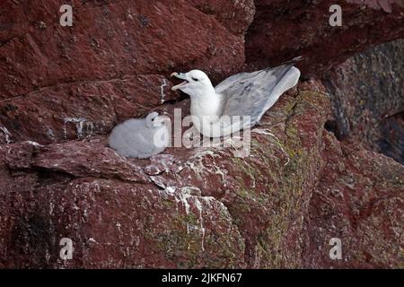 Northern Fulmar mit Küken auf Skokholm Wales Stockfoto