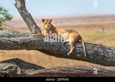 Nahaufnahme der Löwin, die in einem Baum ruht. Serengeti Nationalpark Tansania Stockfoto