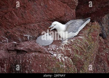 Northern Fulmar mit Küken auf Skokholm Wales Stockfoto