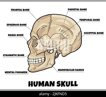 Abbildung des Anatomiediagramms der menschlichen Schädelknochen Stock Vektor