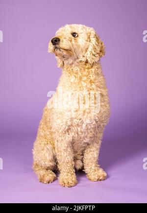 Ein wunderschöner beigefarbener Labradoodle-Hund, fotografiert in einem Studio und mit Blick auf die Kamera. Fotografiert vor einem schlichten violetten Hintergrund Stockfoto