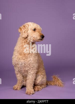 Ein wunderschöner beigefarbener Labradoodle-Hund, fotografiert in einem Studio und mit Blick auf die Kamera. Fotografiert vor einem schlichten violetten Hintergrund Stockfoto