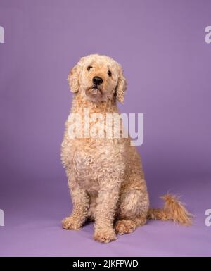 Ein wunderschöner beigefarbener Labradoodle-Hund, fotografiert in einem Studio und mit Blick auf die Kamera. Fotografiert vor einem schlichten violetten Hintergrund Stockfoto
