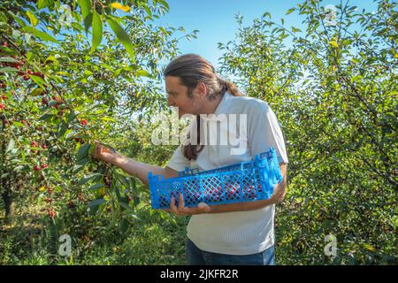 Junger Bauer pflückt Kirschen vom Baum im Garten. Ernte und Landwirtschaft. Stockfoto