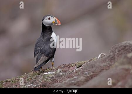 Atlantic Puffin auf Skokholm Island Wales Großbritannien Stockfoto