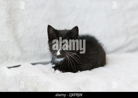 Eine schwarze Katze mit weißen Flecken liegt auf der Couch Stockfoto