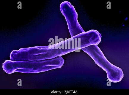 Rasterelektronenmikrographie des Bakteriums Mycobacterium tuberculosis, das Tuberkulose verursacht. Kredit: NIAID Stockfoto
