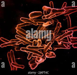 Rasterelektronenmikrographie des Bakteriums Mycobacterium tuberculosis, das Tuberkulose verursacht. Kredit: NIAID Stockfoto