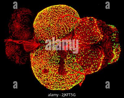 Dieses Bild, Gewinner des BioArt-Wettbewerbs 2017 der Federation of American Societies for Experimental Biology, zeigt das Gehirn eines erwachsenen Zebrafischs, einem beliebten Organismus zur Untersuchung der Gehirnfunktion. Es erfasst dichte Netzwerke von Blutgefäßen (rot), die die äußere Oberfläche des Gehirns auskleiden. Neben vielen dieser Gefäße befinden sich bisher wenig untersuchte Zellen, die als fluoreszierende (gelblich-grüne) granulare Perithelzellen bezeichnet werden. Stockfoto