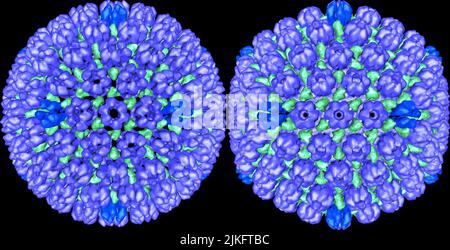 Das Bild links ist der Procapsid (äußere Eiweißschicht) des Herpes-simplex-Virus vom Typ 1 (HSV1), dem Virus, das Lippenherpes verursacht. Das Bild rechts ist die reife Capsid des gleichen Virus. Die Hauptkapsidproteine bilden Hexonen (helleres Blau) und Pentonen (dunkleres Blau), die durch Triplexe (grün) verbunden sind. Während das Virus reift, gären die Löcher in der Procapsid, um die reife Capsid zu stabilisieren. Das Verständnis dieses Prozesses kann Forschern helfen festzustellen, wie das Virus Zellen infiziert und zu neuen Behandlungen führen kann. Stockfoto