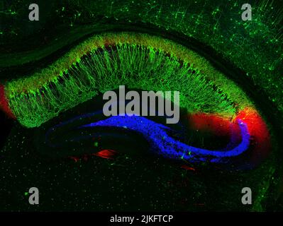 Dieses Bild zeigt deutliche neuronale Verbindungen in einem Querschnitt des Hippocampus einer Maus, einer Region des Gehirns, die an der Erinnerung an Fakten und Ereignisse beteiligt ist. Die große halbmondförmige Fläche in Grün ist das Hippocampalgebiet von CA1. Seine hochspezialisierten Neuronen, sogenannte Standortzellen, dienen als GPS-System des Gehirns zur Ortung. In rot, das Hippocampal-Gebiet von CA2. Es ist wichtig für frühere Erinnerungen an soziale Interaktionen. Stockfoto