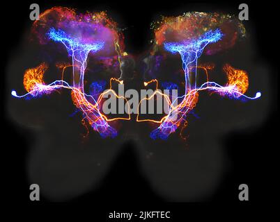 Dieses zusammengesetzte Bild zeigt zwei Neuronen im Cricket-Gehirn (eine orange, eine blau), die Geruchsinformationen erzeugen. Stockfoto