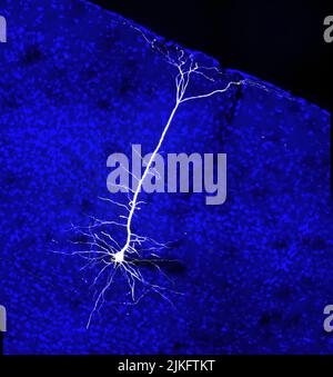 Es ist bekannt, dass sich Projektionen von Neuronen aus dem visuellen Kortex auf Zellen im Hirnstamm erstrecken, die angeborene Motoren regulieren. Dieses Bild zeigt eine neurale Projektion des visuellen Kortex einer Maus. Stockfoto