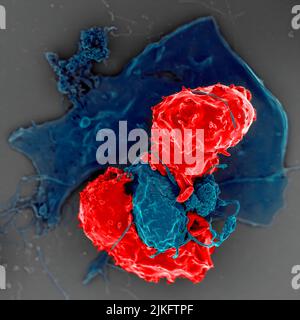 Rasterelektronenmikroskop-Aufnahme regulatorischer T-Zellen (rot), die mit Antigen-präsentierenden Zellen interagieren (blau). T-regulatorische Zellen können T-Zell-Reaktionen unterdrücken, um die Homöostase im Immunsystem aufrechtzuerhalten. Stockfoto