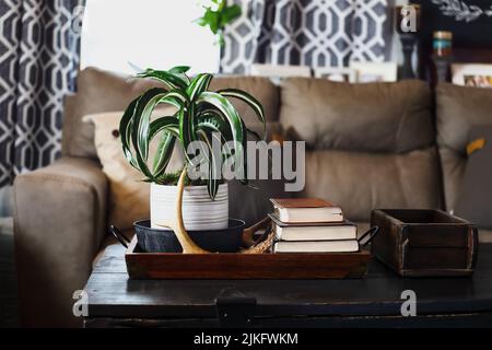 Topftes weißes Juwel, Dracaena deremensis, Zimmerpflanze, die auf einem antiken Holzstamm im Landhausstil in einem Wohnzimmer vor einem beigen Sofa sitzt. Stockfoto