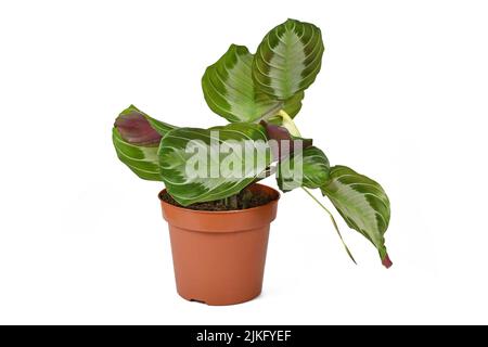 Exotische Zimmerpflanze „Maranta Leuconeura Silver Band“ in Blumentopf auf weißem Hintergrund Stockfoto