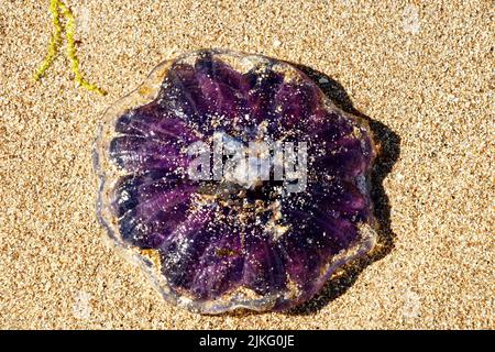 BLAUE QUALLE CYANEA LAMARCKII GESTRANDET AN EINEM SANDSTRAND IN SCHOTTLAND Stockfoto