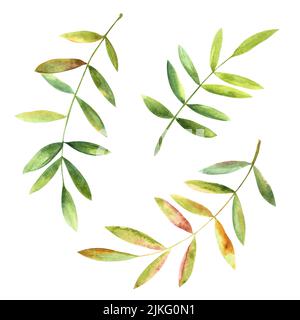 Ein Satz von grünen Blättern, handbemalt in Aquarell. Alle Elemente der Abbildung sind auf einem weißen Hintergrund isoliert. Für Postkarten, Einladungen, des Stockfoto