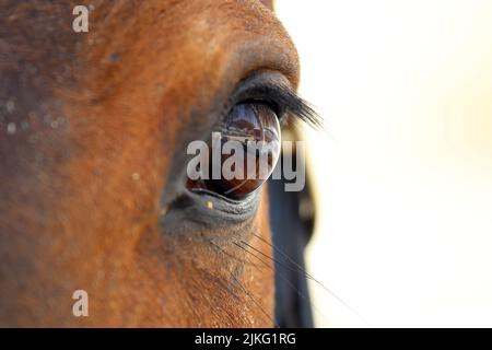 23.02.2022, Katar, , Doha - Auge eines Pferdes. 00S220223D120CAROEX.JPG [MODEL RELEASE: NO, PROPERTY RELEASE: NO (c) caro images / Sorge, http://www.caro- Stockfoto