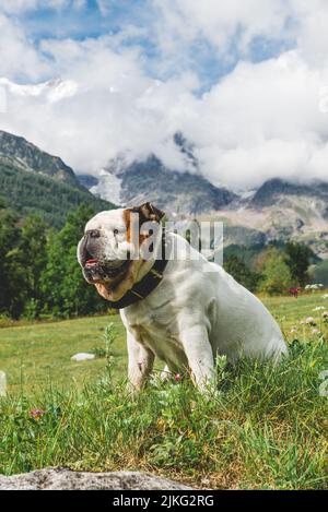 Weiße englische Bulldogge, die auf einer Bergwiese sitzt Stockfoto