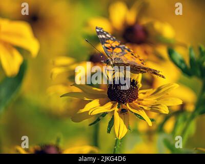 Cynthia Gruppe von bunten Schmetterlingen, die gemeinhin als painted ladies, umfasst eine Untergattung der Gattung Vanessa in der Familie der Nymphalidae. Stockfoto