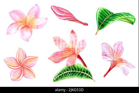 Tropische Plumeria Blumen auf einem isolierten weißen Hintergrund, Aquarell Hand Illustration. Für Postkarten, Einladungen, Design Stockfoto