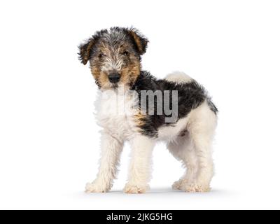 Sweet Fox Terrier Hund Welpen, sitzen Seitenwege mit Schwanz wild aufrecht. Direkter Blick auf die Kamera. Isoliert auf weißem Hintergrund. Stockfoto