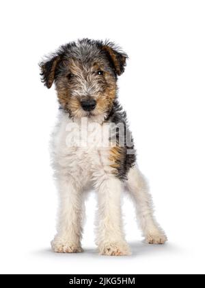 Süßer Fuchs Terrier Hund Welpen, stehend nach vorne. Direkter Blick auf die Kamera. Isoliert auf weißem Hintergrund. Stockfoto