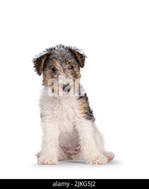 Süßer Fuchs Terrier Hund Welpen, sitzt nach vorne. Direkter Blick auf die Kamera. Isoliert auf weißem Hintergrund. Stockfoto