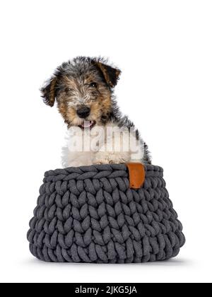 Süßer Fuchs Terrier Hund Welpen, sitzt in gestrickten Korb. Direkter Blick auf die Kamera. Isoliert auf weißem Hintergrund. Stockfoto