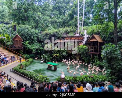 SINGAPUR, 2 JURONG HILL, Dezember 2019, Tourist Watching Flamingo Show in Pools Amphitheater im Jurong Bird Park Stockfoto