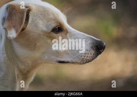 Nahaufnahme des Porträts einer Hündin, die in die Luft schnuppert Stockfoto