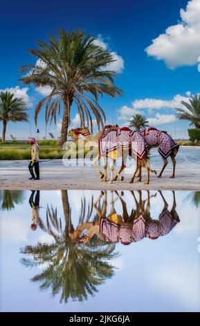 Reine arabische Kamele in Shahaniya Camel trak - KATAR 29-06-2022 Stockfoto