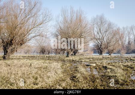 Weggeworfene Reifen am Ufer des gefrorenen Sees. Ausrangierte Autoreifen am Ufer eines gefrorenen Sees, am Nachmittag. Stockfoto