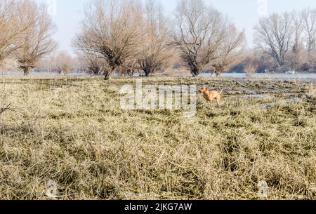 Ein Blick auf einen ungarischen Vizsla Hund. Ungarischer Vizsla Hund läuft auf dem gelben gefrorenen trockenen Boden mit einem Sumpf im Hintergrund. Stockfoto