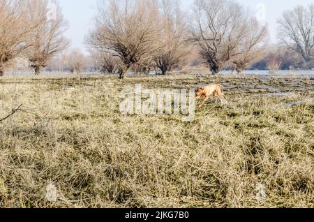 Ein Blick auf einen ungarischen Vizsla Hund. Ungarischer Vizsla Hund läuft auf dem gelben gefrorenen trockenen Boden mit einem Sumpf im Hintergrund. Stockfoto