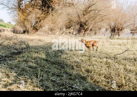 Ein Blick auf einen ungarischen Vizsla Hund. Ungarischer Vizsla Hund läuft auf dem gelben gefrorenen trockenen Boden mit einem Sumpf im Hintergrund. Stockfoto