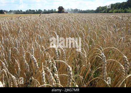 REGION KHARKIV, UKRAINE - 30. JULI 2022 - Während der Erntezeit im nördlichen Teil der Region d Wird Ein Weizenfeld abgebildet Stockfoto