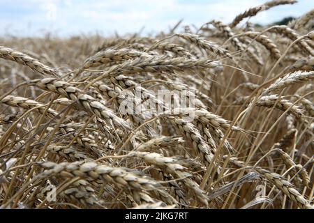 REGION KHARKIV, UKRAINE - 30. JULI 2022 - Während der Erntezeit im nördlichen Teil der Region d Wird Ein Weizenfeld abgebildet Stockfoto